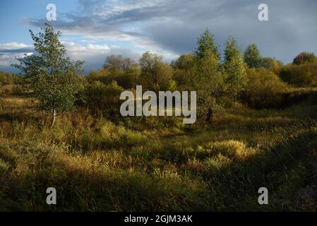 Paesaggio autunnale. Un piccolo burrone coltivato con alberi e arbusti, coperto di sbiadimento, cambiando colore erba nella calda luce del tramonto. Foto Stock