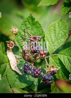 due cavallette marroni seduti su una mora da mangiare Foto Stock