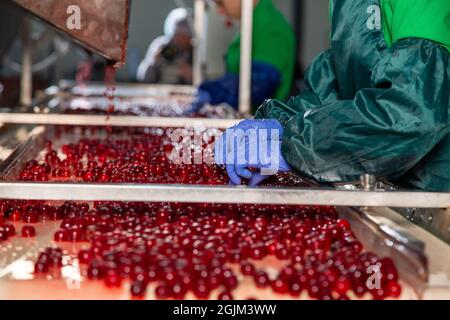 Smistamento manuale delle ciliegie fresche sul trasportatore. Mani del lavoratore in uniforme e guanti. Foto Stock