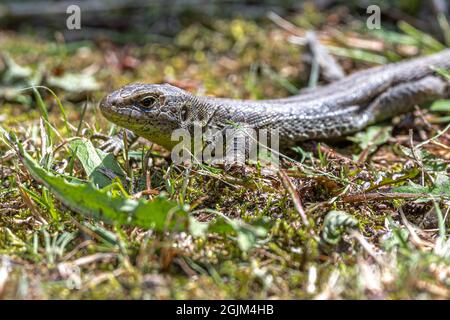 Ritratto di una Sand Lizard femminile (Lacerta agilis) Foto Stock
