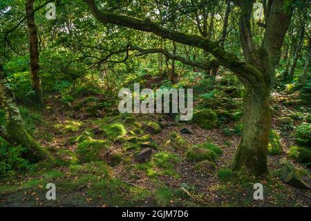 La sera il sole filtra attraverso alberi misti tra le vecchie cave di arenaria a Loxley Common, vicino a Sheffield. Foto Stock