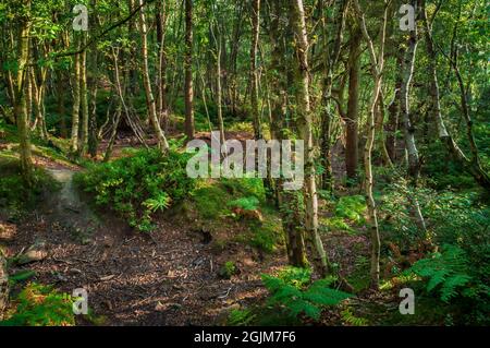 Sera il sole filtra attraverso alberi di betulla argentata tra le vecchie cave di arenaria a Loxley Common, vicino a Sheffield. Foto Stock