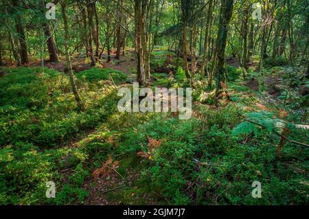 Sera il sole filtra attraverso alberi di betulla argentata tra le vecchie cave di arenaria a Loxley Common, vicino a Sheffield. Foto Stock