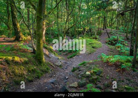 La sera il sole filtra attraverso alberi misti tra le vecchie cave di arenaria a Loxley Common, vicino a Sheffield. Foto Stock