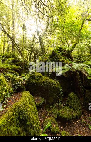 Rigogliosa crescita nel calcareo scowles a Puzzlewood, Foresta di Dean, Gloucestershire. REGNO UNITO Foto Stock