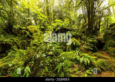 Rigogliosa crescita nel calcareo scowles a Puzzlewood, Foresta di Dean, Gloucestershire. REGNO UNITO Foto Stock