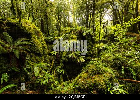 Rigogliosa crescita nel calcareo scowles a Puzzlewood, Foresta di Dean, Gloucestershire. REGNO UNITO Foto Stock