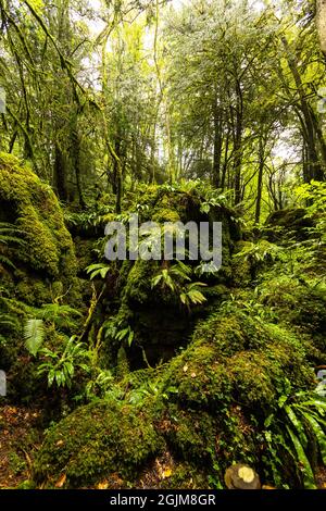 Rigogliosa crescita nel calcareo scowles a Puzzlewood, Foresta di Dean, Gloucestershire. REGNO UNITO Foto Stock