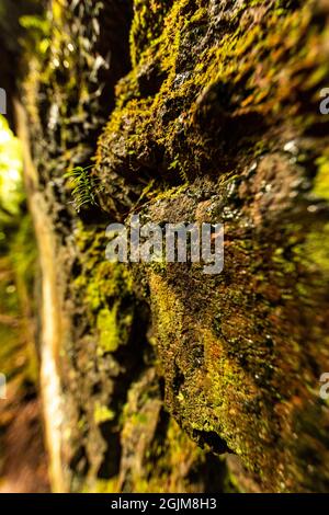 Yew che sfreccia nelle scowles calcaree a Puzzlewood, Foresta di Dean, Gloucestershire. REGNO UNITO Foto Stock