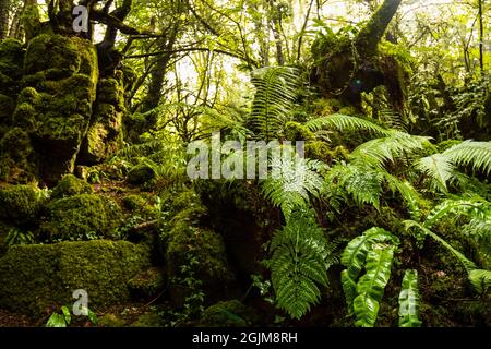 Rigogliosa crescita nel calcareo scowles a Puzzlewood, Foresta di Dean, Gloucestershire. REGNO UNITO Foto Stock