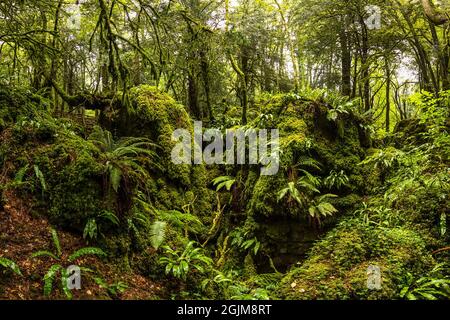 Rigogliosa crescita nel calcareo scowles a Puzzlewood, Foresta di Dean, Gloucestershire. REGNO UNITO Foto Stock