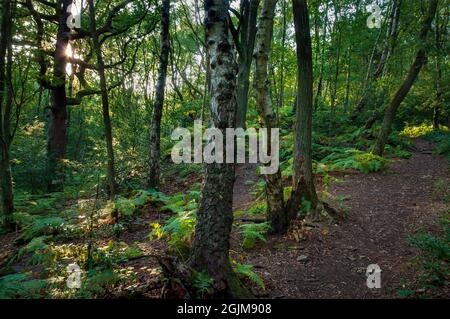 Serata di sole che filtra attraverso alberi di betulla d'argento vicino alle vecchie cave di arenaria a Loxley Common, vicino a Sheffield. Foto Stock