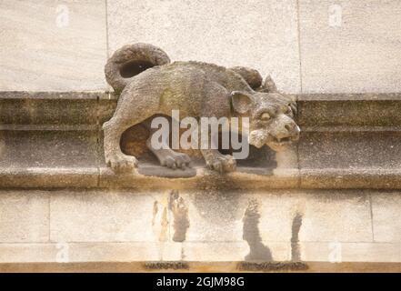 Decorazione scolpita in pietra. Animale / cane con osso in bocca. Gargoyles all'esterno della Bodleian Library, di fronte al Sheldonian Theatre, University of Oxford, Oxford, Inghilterra, Regno Unito Foto Stock