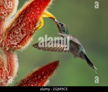 Hermit verde femminile (ragazzo di Phaethornis) Hummingbird nectoring su un fiore di heliconia, Costa Rica Foto Stock