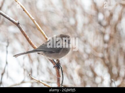 Boscutit maschio arroccato su un ramo ghiacciato nella neve d'inverno. (Salteriparus minimus) Foto Stock