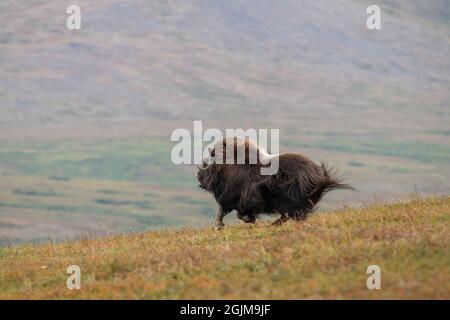 Muskox selvatico in Nome, Alaska Foto Stock