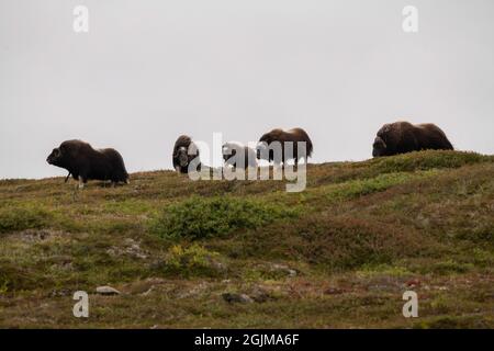 Muskox selvatico in Nome, Alaska Foto Stock