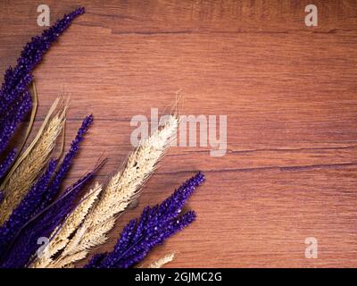 Miglio Foxtail essiccato, nome scientifico Setaria italica (sinonimo Panicum italicum L.), la seconda specie di miglio più ampiamente piantata, e la maggior parte gr Foto Stock