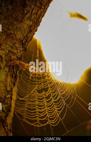 Spider web, rugiada carica, appena retroilluminata al mattino presto, l'alba, il sole accecante che appare improvvisamente da sopra l'orizzonte da dietro un tronco di albero. Foto Stock