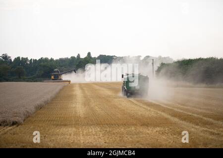 Raccolta di cereali mietitrebbia, macchinari, taglio, raccolta di grano, causando molto secco suolo superficie disturbare ed erosione, perdita di suolo superiore. Settembre Foto Stock