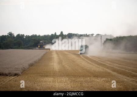 Raccolta di cereali mietitrebbia, macchinari, taglio, raccolta di grano, causando molto secco suolo superficie disturbare ed erosione, perdita di suolo superiore. Settembre Foto Stock