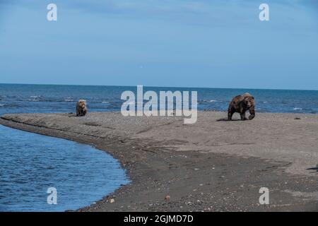 Orso bruno costiero dell'Alaska Foto Stock