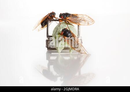 Strano ancora vita studio macro di diversi cicadas Brood X. Foto Stock