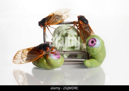 Strana macro studio di vita still di diversi cicadas Brood X e sculture verdi di vermi oculari. Foto Stock