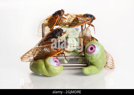 Strana macro studio di vita still di diversi cicadas Brood X e sculture verdi di vermi oculari. Foto Stock