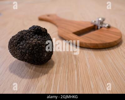 Tartufo Nero Estivo Italiano o Tarfufo Nero Estivo con affettatrice Foto Stock