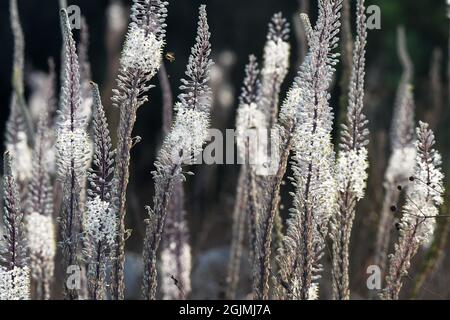 Squill marittima. Scilla maritima, fiori Foto Stock