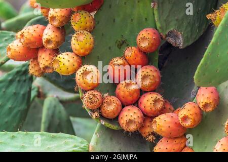 Ficodindia frutto di cactus Foto Stock