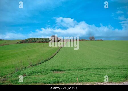 Magnifica erba verde su una piccola collina e le enormi nuvole in cima ad essa. Alberi secchi in cima alla collina. Campo agricolo prima della mietitura. La foto è scattata da Foto Stock