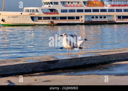 Gabbiani singoli ed enormi nel porto e porto di kadikoy riva con trasporto pedonale sfondo traghetto a istanbul turchia Foto Stock