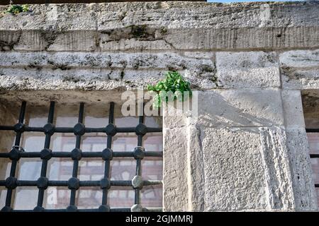 Pianta verde che cresce sul muro di cemento vicino al Finestra di stile antico nella tomba di Hatice Turhan Sultan a istanbul Foto Stock