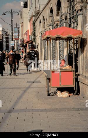 Colori arancio e bianco piume gatti dormire su strada cibo venditore bechs a istanbul. 03.03.2021. istanbul. Turchia Foto Stock