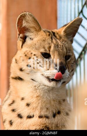 serval gatto nello zoo ucraino, una rara specie di gatti, un ritratto di un serval. Foto Stock