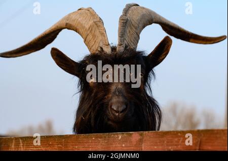 Capra gallese con corna grandi e affilate, uno zoo con animali insoliti, erbivori. Foto Stock