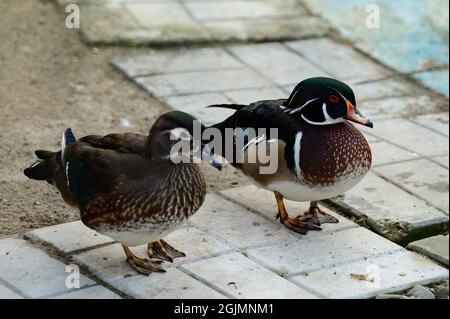 Uccelli tipo oca sul territorio dello zoo, uccelli vicino al serbatoio, giardini zoologici di Ucraina. Nuovo Foto Stock