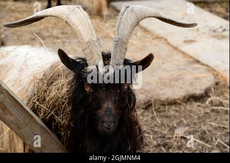 Capra gallese con corna grandi e affilate, uno zoo con animali insoliti, erbivori. Foto Stock