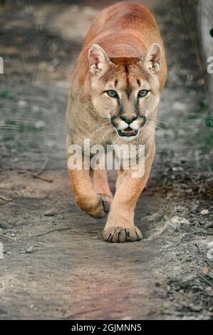 Puma, un predatore bello e un residente dello zoo, un animale pericoloso, zoo di Ucraina. Foto Stock