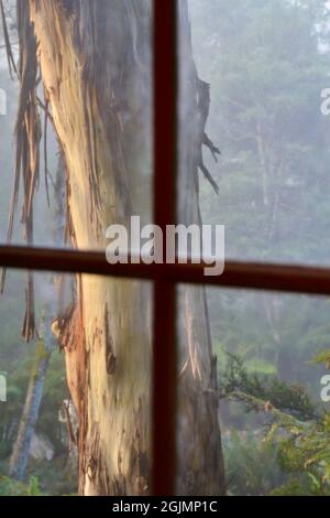 Vista attraverso la cornice di legno di una finestra in una mattinata di nebbia con un grande albero di gomma eucalipto sullo sfondo nella foresta della Tasmania Foto Stock