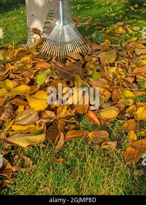 Foglie autunnali colorate con rastrello, ottobre dorato Foto Stock