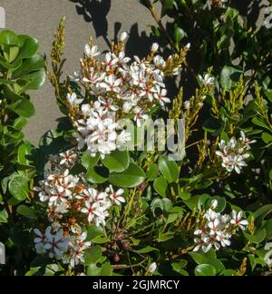 Fiori bianchi profumati di Rhaphiolpsis indica, Hawthorn indiano, arbusto sempreverde tollerante alla siccità, su sfondo di fogliame verde Foto Stock
