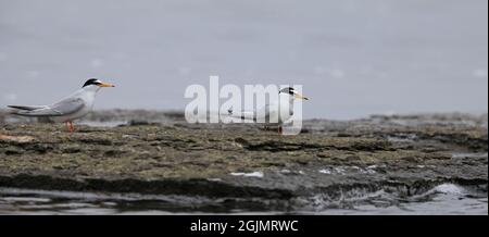 Coppia di piccole terns in piedi sulla riva Foto Stock