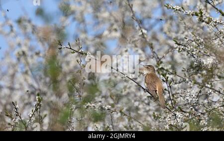 Grande canottiere di canne da Sloe Blossom Foto Stock