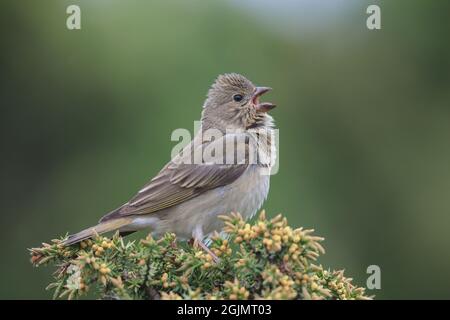 Giovane Rosefinch che canta dall'albero di Juniper Foto Stock