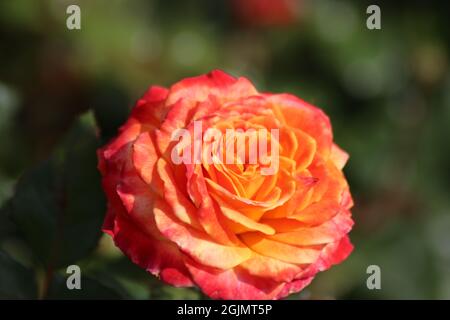 Guldemondplantsoen in Olanda, grande rosarium a Boskoop con primo piano di specie di rose Meteor Foto Stock