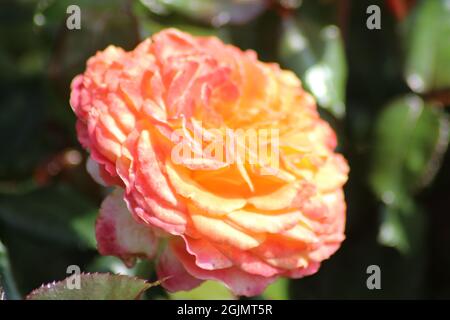 Guldemondplantsoen in Olanda, grande rosarium a Boskoop con primo piano di specie di rose Meteor Foto Stock