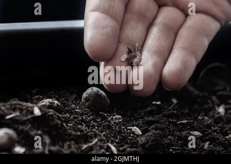 dettaglio delle dita di una donna che sta mettendo semi nel terreno di un vaso Foto Stock